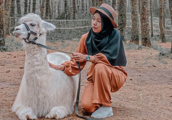 Tangkal Pinus Jayagiri Lembang: Liburan Bersama Alpaca